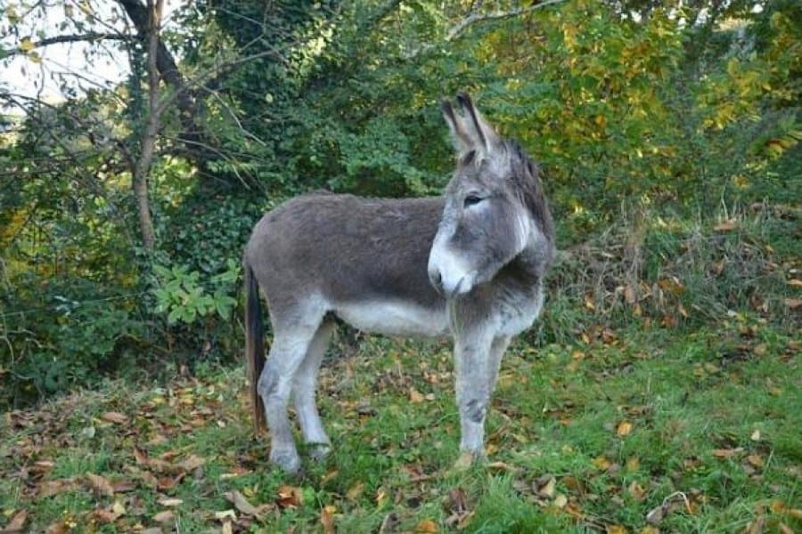 Polémica en Chubut por la venta de carne de burro: entre la alternativa económica y el rechazo cultural
