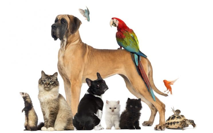 Fallo histórico en Argentina: la Justicia reconoce a las mascotas como integrantes de la familia