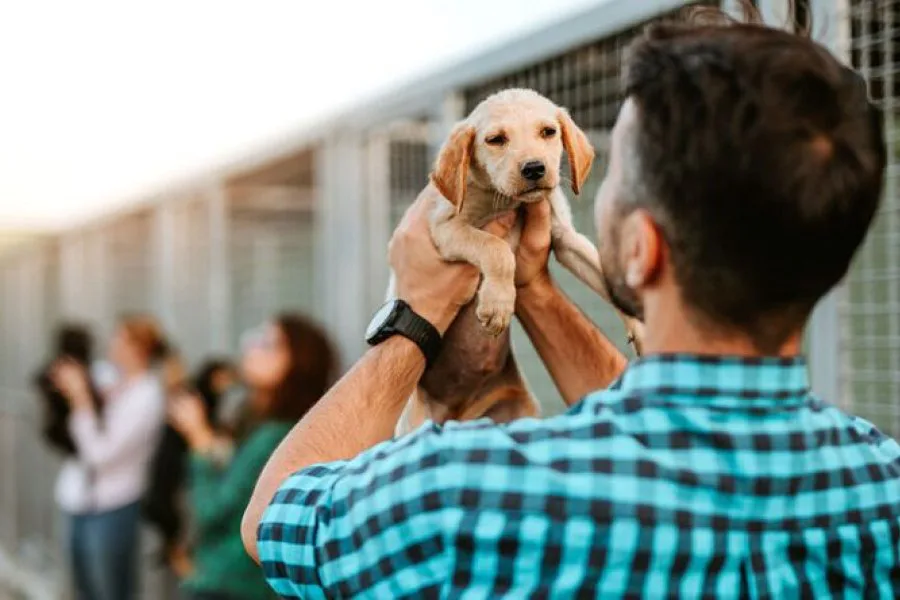 Histórico fallo en Salta: la Justicia ordenó el pago de una cuota alimentaria para un perro tras la separación de sus dueños