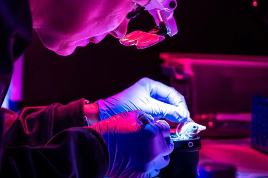 Hito biotecnológico: nacieron pollitos de huevos artificiales impresos en 3D en un proyecto para revivir aves extintas