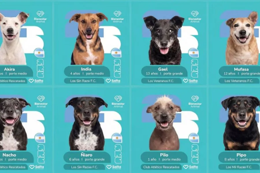Lanzan una tierna campaña con figuritas estilo Mundial para encontrarle hogar a 25 perros rescatados