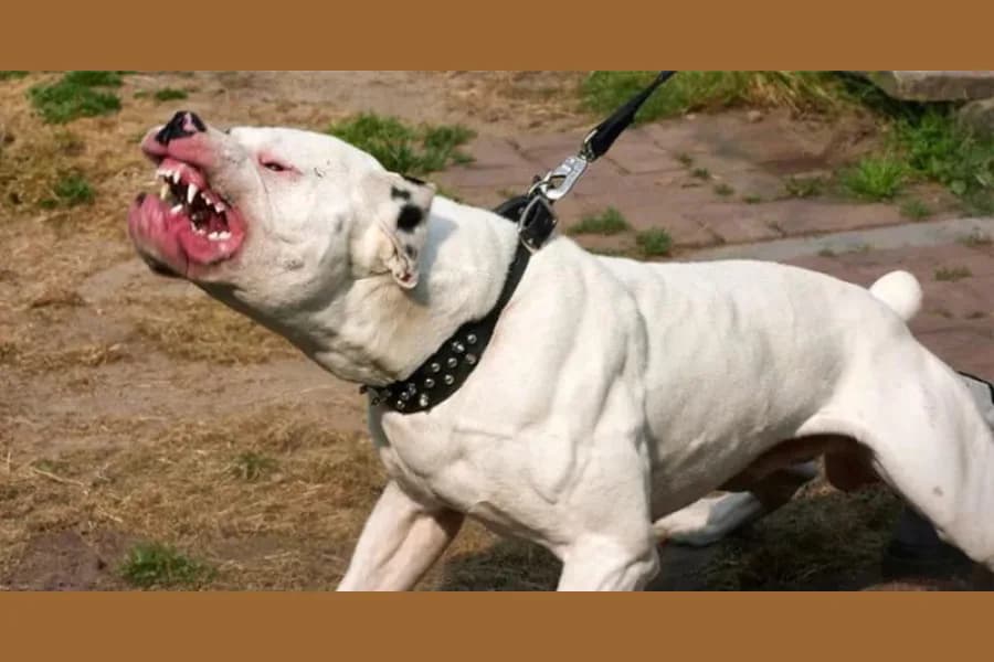 Una niña de 8 años fue atacada por un pitbull y permanece internada en grave estado en el CePSI