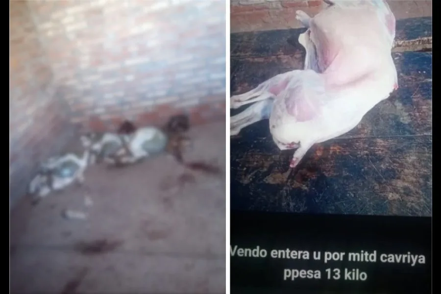 Productores rurales de Icaño denuncian que les roban los animales y luego ofrecen la carne por WhatsApp
