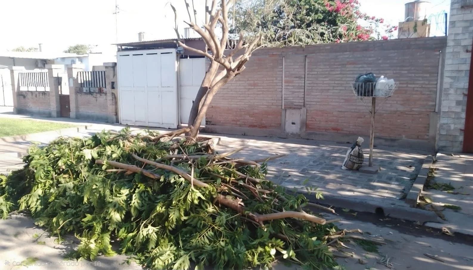La Capital recordó que las podas de árboles se autorizan únicamente bajo una evaluación técnica