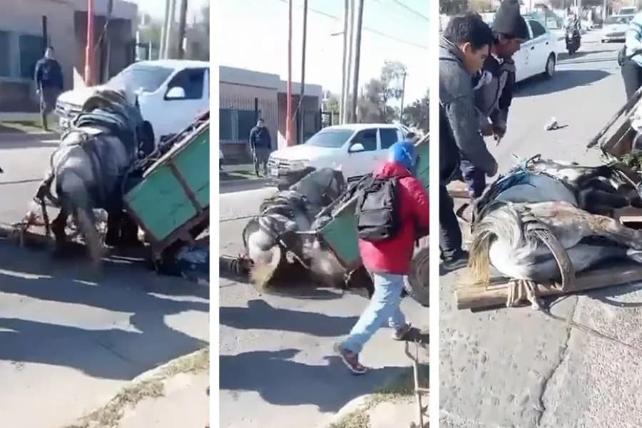 Indignación en el barrio Los Inmigrantes: un caballo se desplomó en plena avenida mientras tiraba de un carro