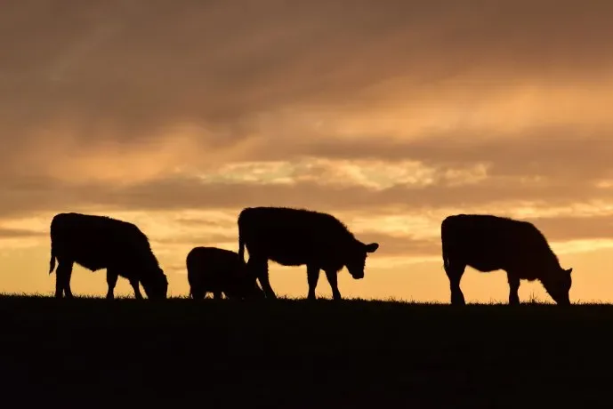 La importación masiva de carne brasileña transforma el mercado argentino y aplana los precios en góndola