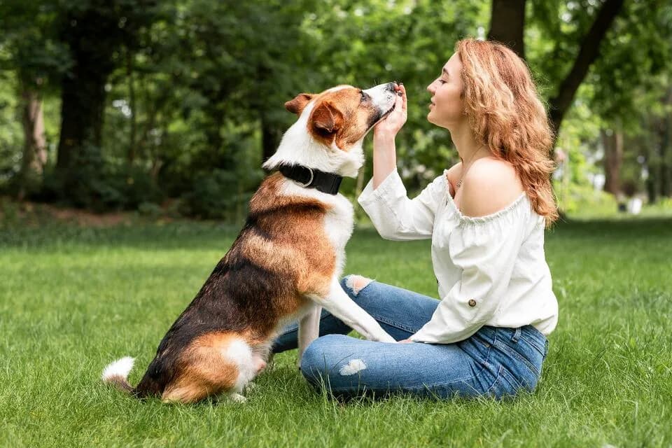 Cómo celebrar el Día Mundial del Perro con actividades que mejoran su bienestar