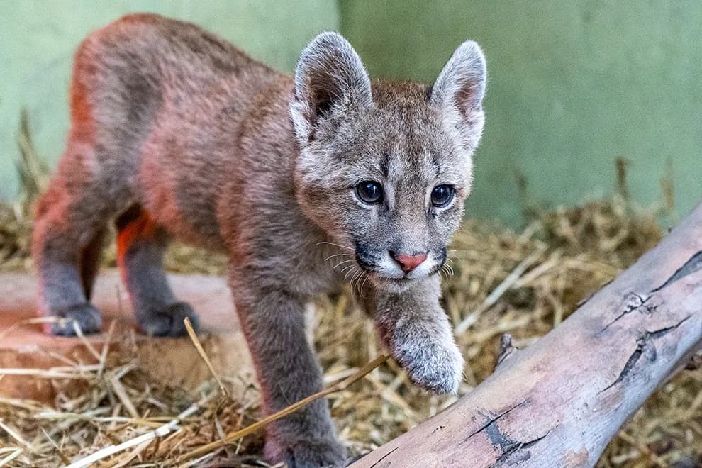 Hallaron dos pumas y un chancho del monte en cautiverio en La Banda