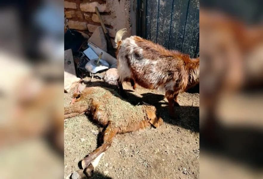Hallaron 12 cabras muertas con extrañas lesiones en un campo del departamento Moreno