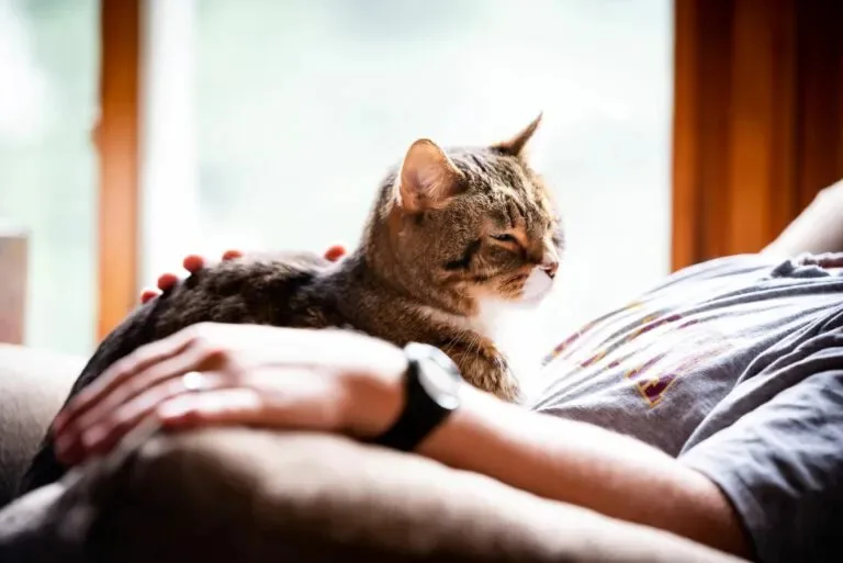 La ciencia reveló qué perciben los gatos cuando una persona ríe, llora o grita
