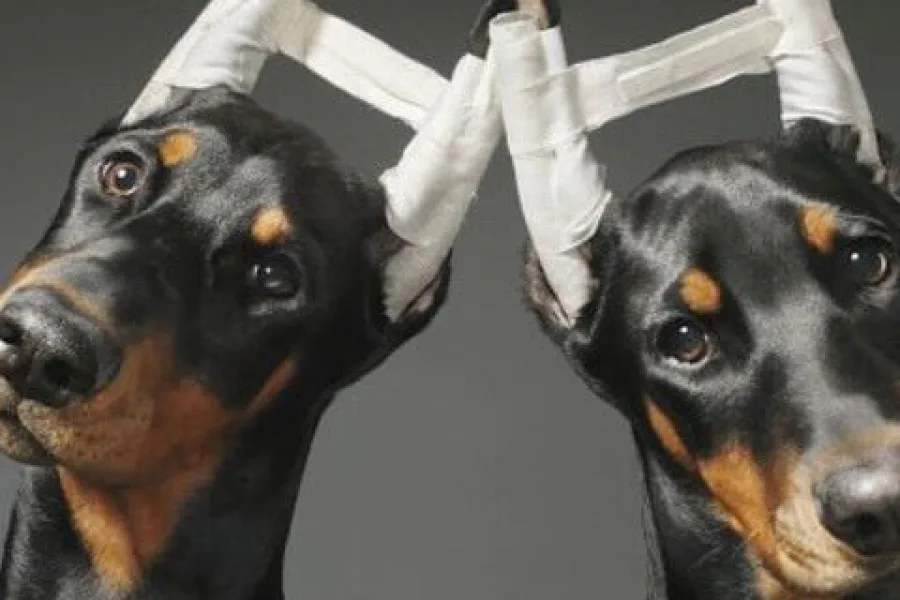 Alemania prohibió cortar las orejas y la cola de los perros por motivos estéticos