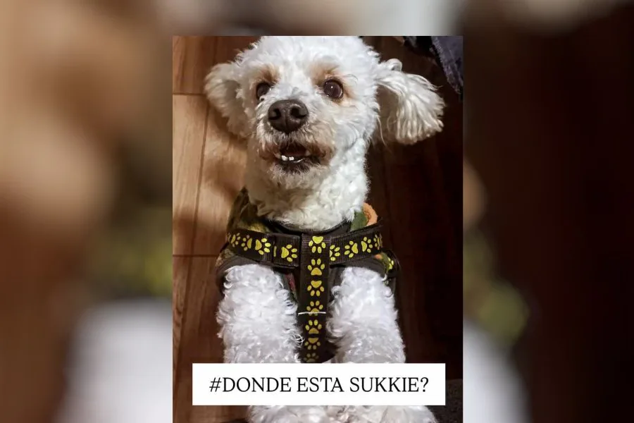 Buscan desesperadamente a un caniche mini toy extraviado en el barrio San Martín de La Banda