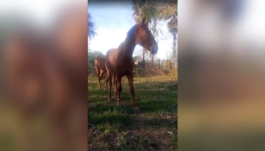 Un enternecedor homenaje al “Polaco” Riemersma llegó desde Entre Ríos