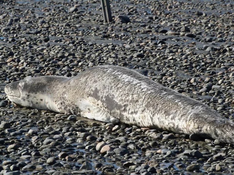 Creyeron que era un lobo marino, pero descubrieron que se trataba de una foca leopardo