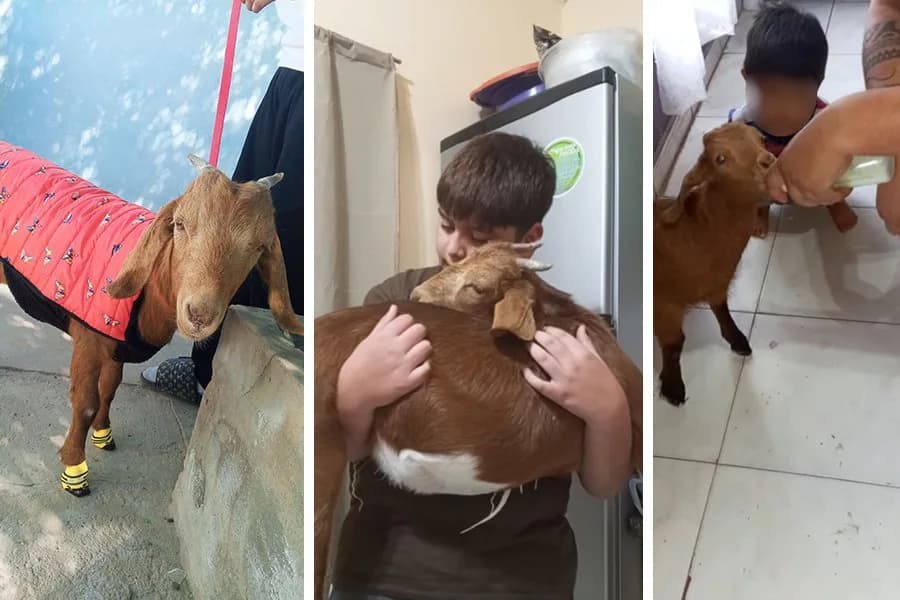 Indignación en Añatuya: denuncian que robaron la cabrita de unos niños, la mataron y la vendieron