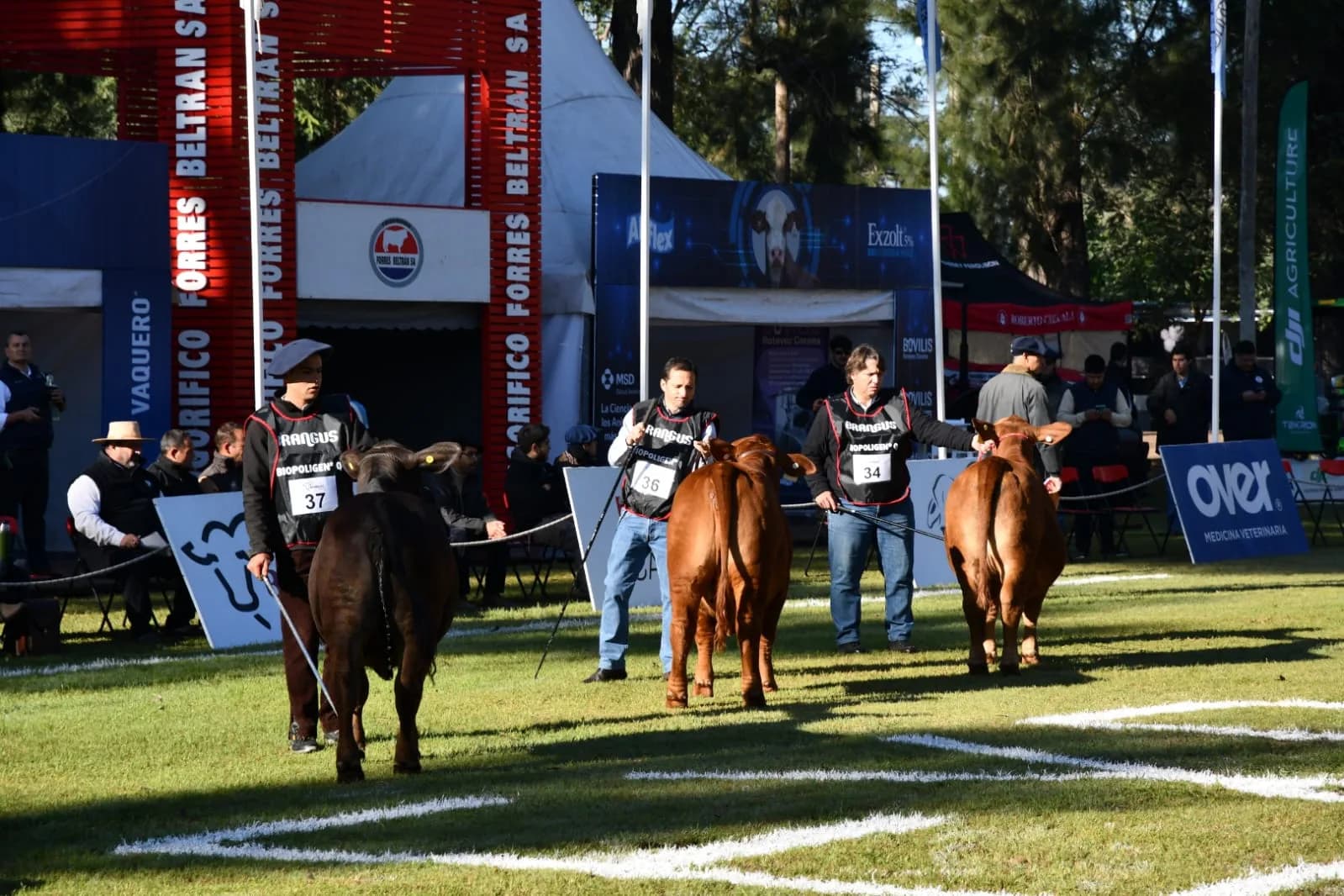 ExpoBra abrió sus puertas en La Banda con más de 420 animales de todo el país