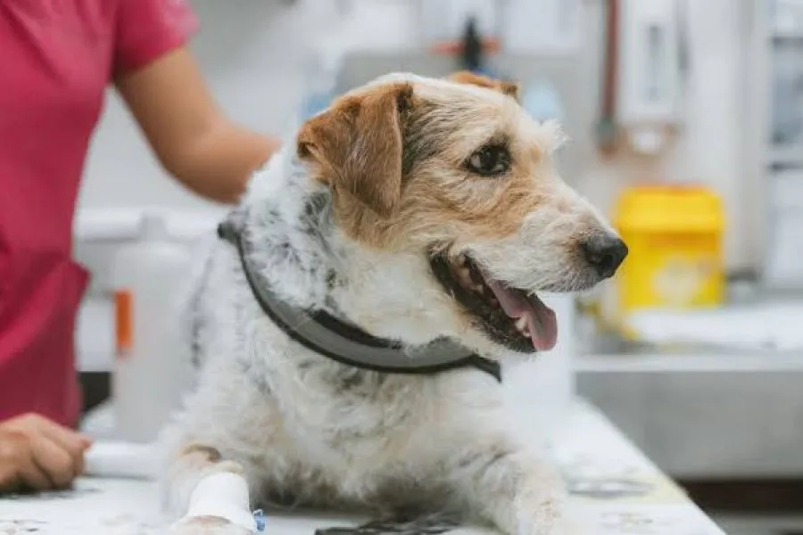 Salta construye un nuevo Hospital Municipal de Salud Animal para la zona sudeste
