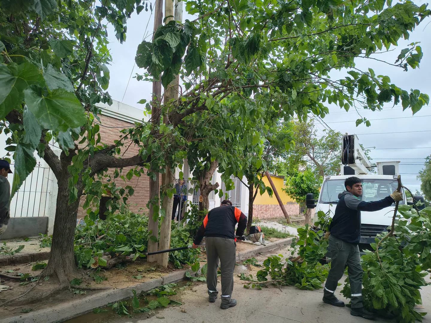 Avanzan los trabajos de emergencia por árboles caídos tras la última tormenta en la Capital