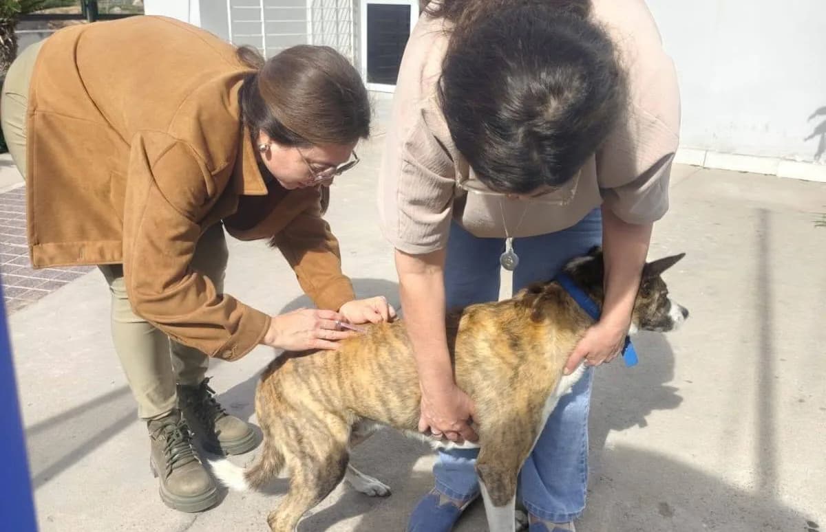 Atención, vecinos: vacunarán y desparasitarán gratis a perros y gatos en Santiago