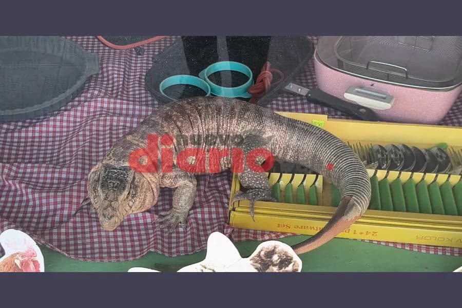 Una iguana sorprendió a los transeúntes en la vidriera de un comercio céntrico en Las Termas