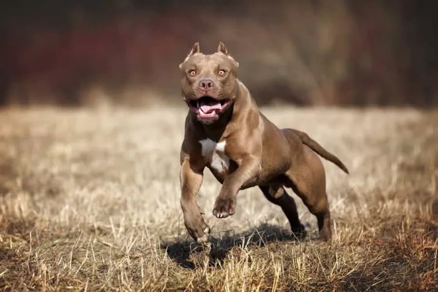 Un perro pitbull fue sacrificado por orden judicial tras el ataque mortal a una mujer
