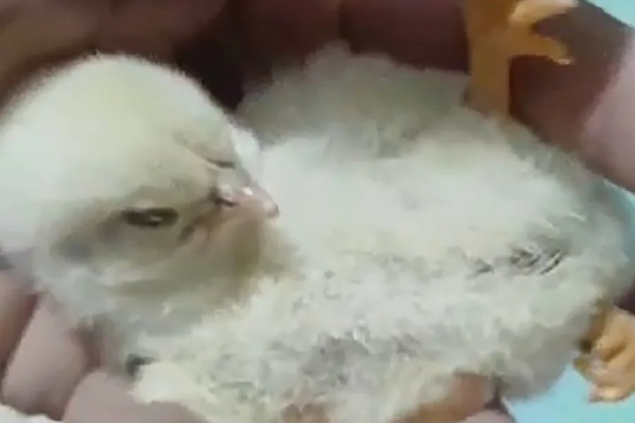 Un insólito nacimiento sorprendió a una familia de La Banda tras el nacimiento de un pollito con tres patas