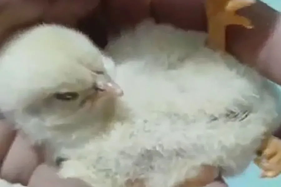 Insólito hallazgo en La Banda: nació un pollito con tres patas y el video causó sorpresa
