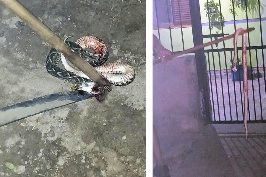 Vecinos de La Banda piden soluciones: "Estamos cansados de matar víboras"