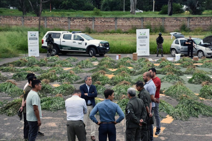 Incautan más de 1.200 plantas de marihuana en La Banda