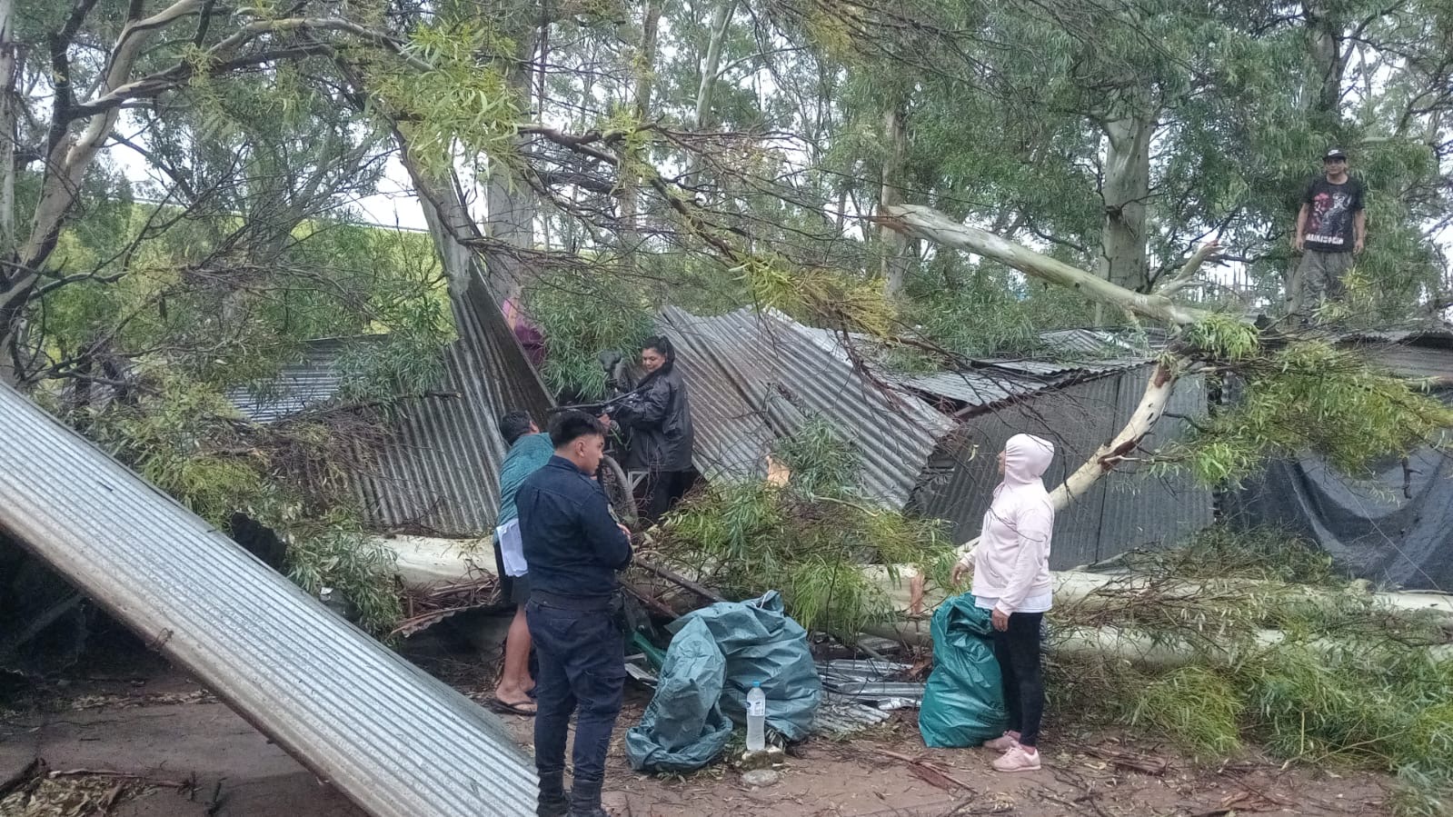 Temporal en Villa Balnearia: un eucalipto cayó y dañó tres puestos de la Feria del Dique