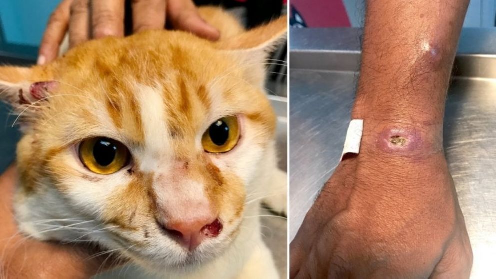 Alerta sanitaria en Uruguay por un hongo brasileño transmitido por gatos: confirman primeros casos