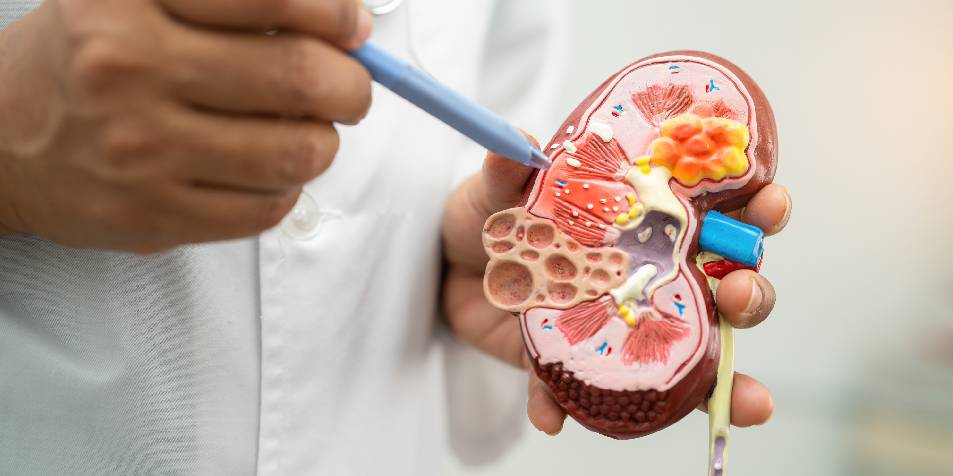 Día Mundial del Riñón: alertan que el 12% de los adultos en Argentina padece enfermedad renal