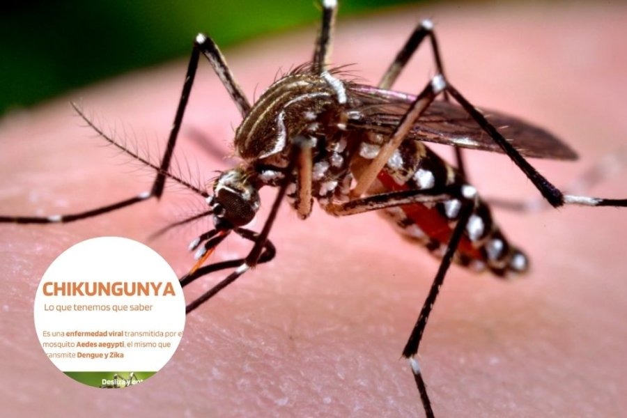 Tras la detección de casos en Santiago, esto es lo que hay que saber sobre el chikungunya