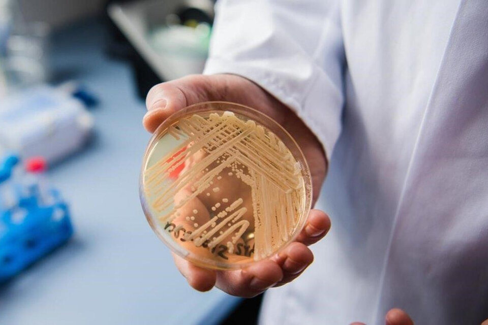 Alerta sanitaria en EE. UU.: un hongo resistente avanza en Nueva York y Nueva Jersey