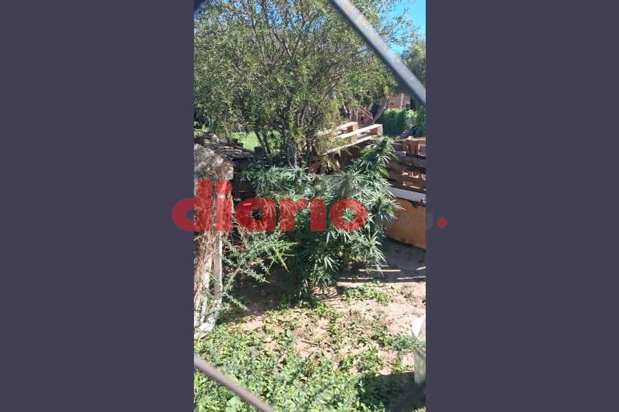 Secuestran plantas de marihuana de gran altura tras un operativo en el barrio Industria