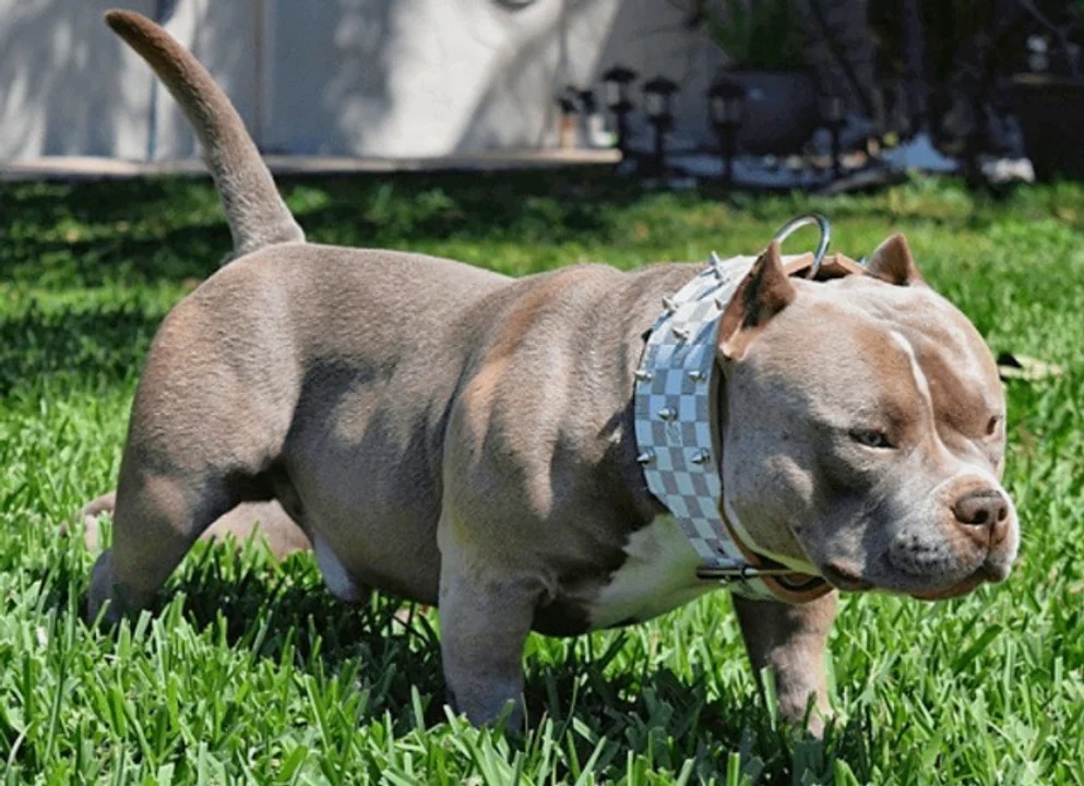 Mató al perro de una vecina con un golpe en la cabeza y fue imputado por crueldad animal