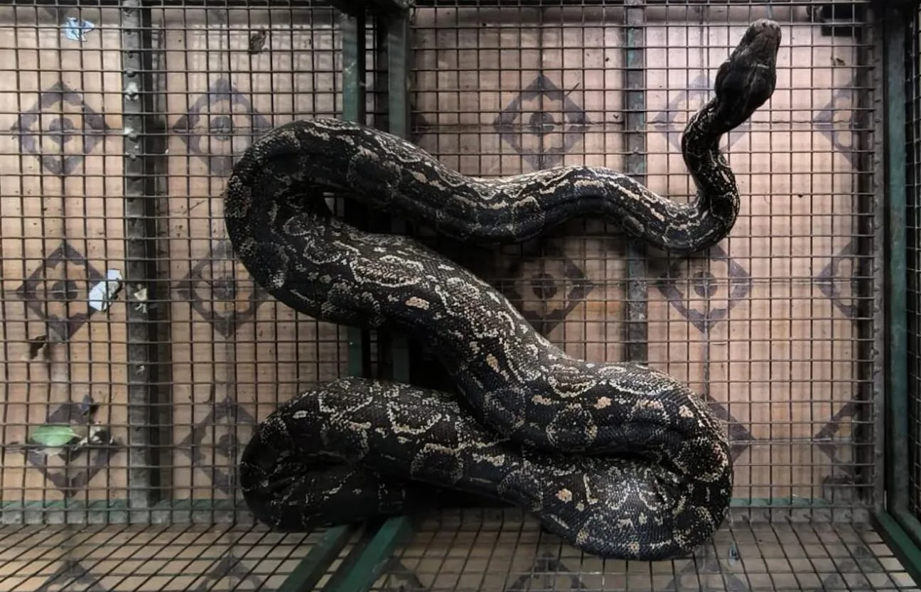 Susto en Córdoba: atrapan una lampalagua de dos metros que apareció en el patio de una casa