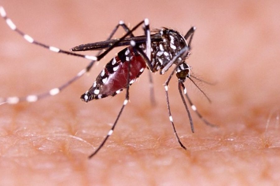 Confirmaron el primer caso de dengue en Tucumán y activaron un bloqueo sanitario