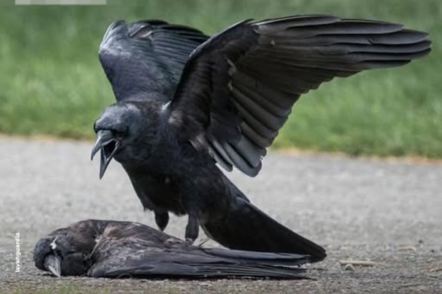 Peor que una persona: revelan que los cuervos puerden guardar rencor hasta por 17 años