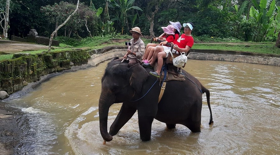 Hito ambiental en Indonesia: prohíben de forma total los paseos turísticos en elefantes