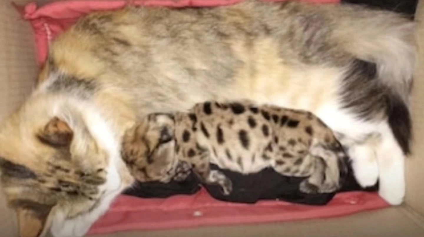 Conmovedora historia en Neuquén: una gata adoptó a un cachorro de puma que sobrevivió a un accidente