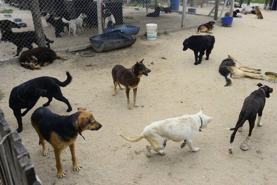 Histórico fallo en Mendoza: la Justicia reconoció a los animales como “seres sintientes”