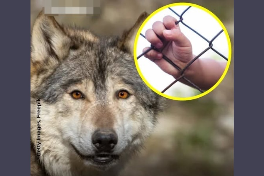 Un nene de un año fue mordido por un lobo en un zoológico mientras sus padres estaban con el celular