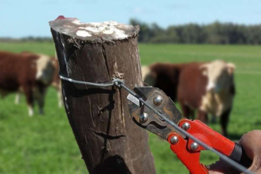 Frustraron un intento de robo de ganado en Maco: ya tenían las motos listas para el traslado