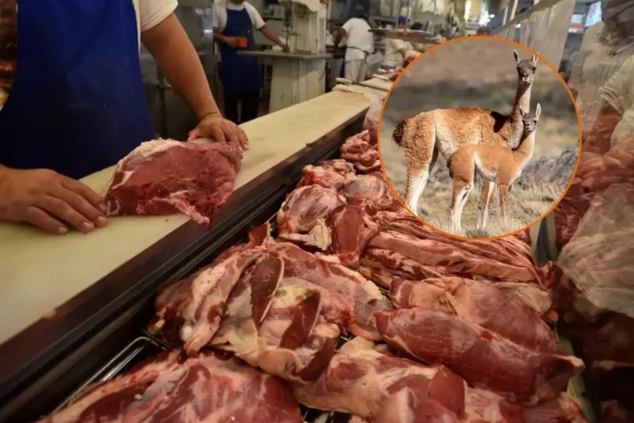 Llega la carne de guanaco al mercado y crece la polémica en el país
