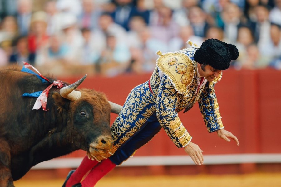 Impactante: un torero sufrió una grave cornada en el recto y su estado es crítico