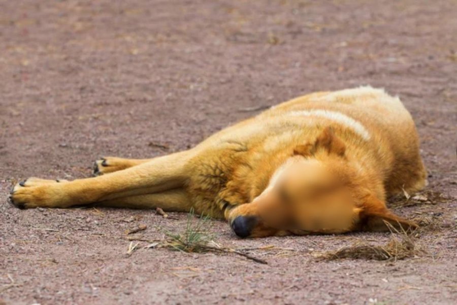 Grave: un nene de solo 11 años hirió de un disparo al perro de su vecino